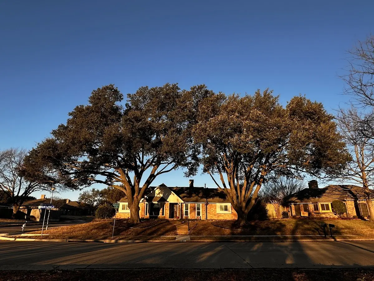 Established residential canopy tree shading a home in Cromwell